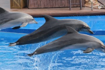 Nadar con delfines en Marmaris Turquia